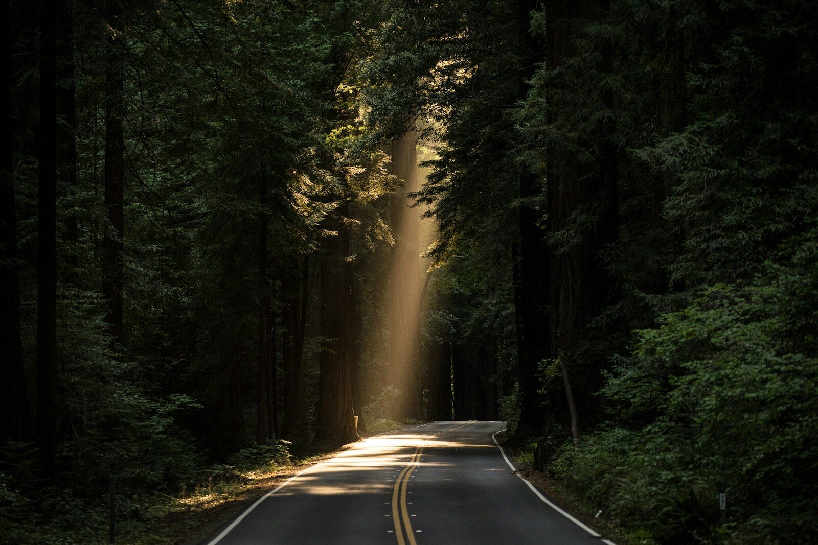 Stories That Shaped Us: Listening, Leadership, and the Moments We Carry Forward 1 empty concrete road covered surrounded by tall tress with sun rays