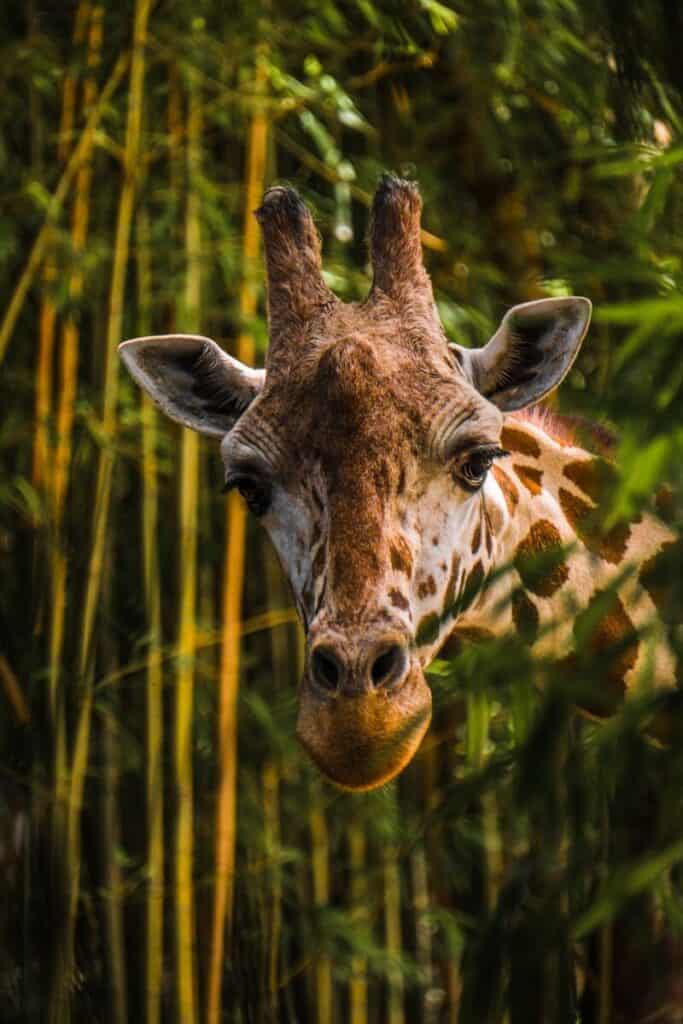 Sticking Your Neck Out - John Graham on Service, Purpose, and the Stories That Move People to Act 1 brown giraffe near tree