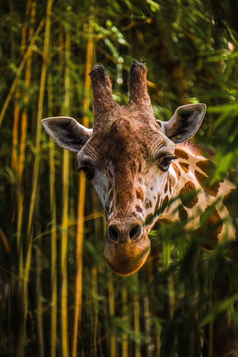 Sticking Your Neck Out - John Graham on Service, Purpose, and the Stories That Move People to Act 1 brown giraffe near tree